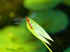 -国家植物园南园