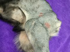 -瑞鹏宠物医院·骨科·猫科·内科(第一中心)