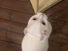 -有猫主题·治愈系猫咖(曾厝垵店)