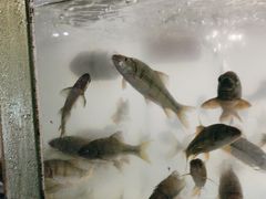 -小乡小镇·传承桐庐土菜·老板亲自烧的菜