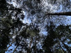 -重庆睡佛山森林公园
