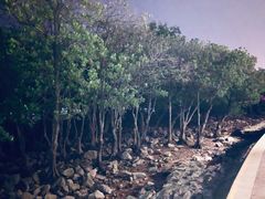 -宝安西湾红树林湿地公园