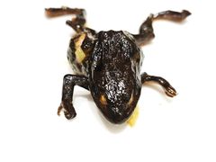 -吉林省林业宾馆-餐厅