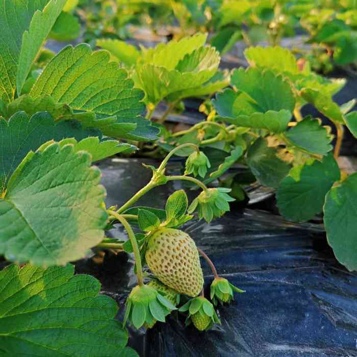 古港草莓园-"就在黄埔古港附近,开车到石基村村口,适逢.