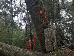 -云南屏边大围山国家公园