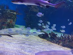 -北海海底世界