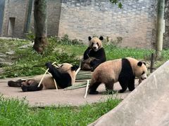 -都江堰中华大熊猫苑