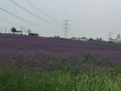 -紫颐香薰山谷景区