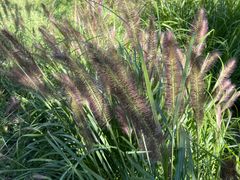 -野鸭湖国家湿地公园