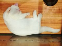 -袖虎·猫馆(体育西路店)