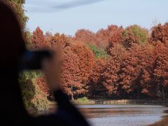 -上海海湾国家森林公园