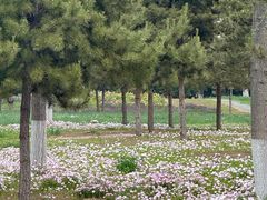 -汉长安城未央宫国家考古遗址公园