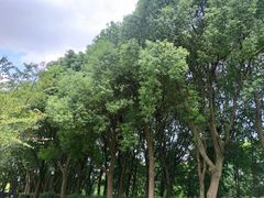 -黄兴公园