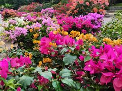 -深圳仙湖植物园