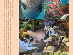 -上海海洋水族馆