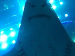 -迪拜水族馆及水下动物园