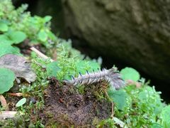 -秦岭终南山世界地质公园翠华山景区
