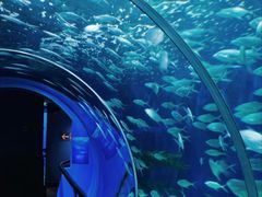 -上海海洋水族馆