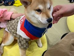 -逗柴咖啡屋·狗咖猫咖宠物桌游