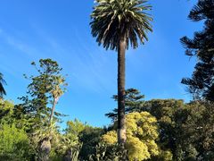 -墨尔本皇家植物园