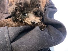 -喵宠乐园·撸猫互动·猫舍