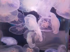 -南昌海洋公园