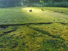 -广西壮族自治区药用植物园