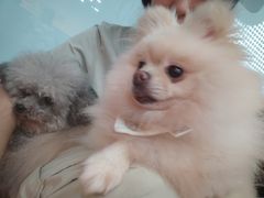 -和它·交个朋友·狗咖猫咖(爱琴海店)