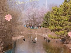 -长白岛森林公园