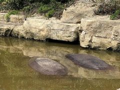 -上海野生动物园