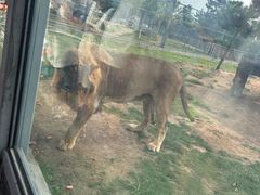 -西霞口神雕山野生动物世界