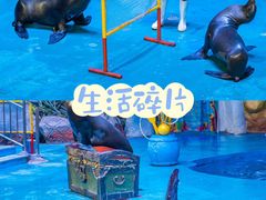 -烟台海昌鲸鲨海洋公园