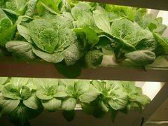 -卡吉诺动物奶油生日蛋糕(东明路店)