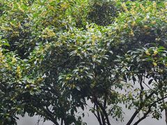 -南京市民俗博物馆(甘熙故居)