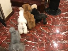 -多卡布奇宠物生活馆(上林世家店)