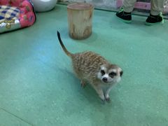 -藦茜花园宠物主题亲子互动体验馆(国顺东路店)