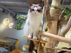-豆逗聊愈猫阁Easy Life
