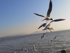 -深圳湾公园(南山区)