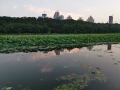 -月湖风景区