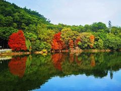 -深圳仙湖植物园