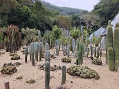 -深圳仙湖植物园
