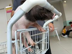 -怪兽屋·羊驼·猫咖·狗咖(俊华广场店)