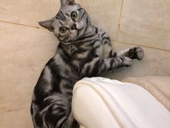 -猫大福·Fortune Cat猫舍(百子湾店)