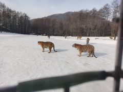 -横道河子东北虎林园