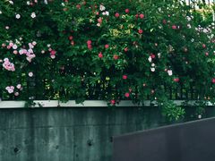 -丹东路渡口(轮渡站)