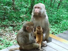 -内乡宝天曼生态旅游区