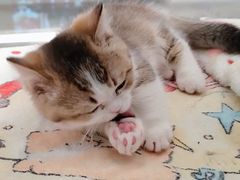 -babydoll猫舍·米努特·德文·缅因(久光中心店)
