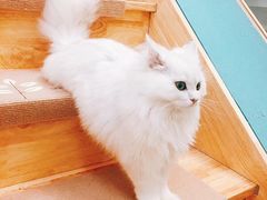 -猫在这儿猫咪咖啡馆·撸猫馆