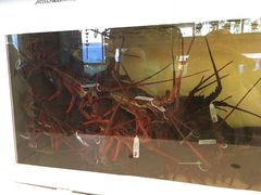 -悉尼鱼市场