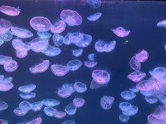 -大连老虎滩海洋公园